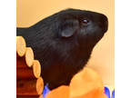 Adopt Bruce a Black Guinea Pig / Guinea Pig / Mixed small animal in Largo
