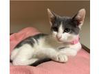 Adopt Tucker a White Domestic Shorthair / Domestic Shorthair / Mixed cat in