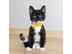 Adopt Gin C13669 a All Black Domestic Mediumhair / Mixed cat in Minnetonka
