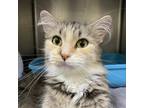 Adopt Solar a Brown or Chocolate Domestic Mediumhair / Domestic Shorthair /