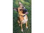 Adopt Zeke a Brown/Chocolate Belgian Malinois / Mixed dog in Springfield