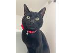 Adopt Knight a All Black Domestic Shorthair / Domestic Shorthair / Mixed cat in