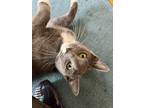 Adopt Natalie Cook / Dylan Sanders a Gray or Blue (Mostly) Domestic Shorthair /