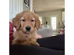 Golden Retriever Puppy for sale in Dinwiddie, VA, USA