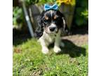 Cavalier King Charles Spaniel Puppy for sale in Philadelphia, PA, USA