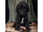 Goldendoodle Puppy for sale in Haslet, TX, USA