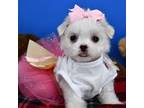 Maltese Puppy for sale in Fort Worth, TX, USA