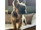 French Bulldog Puppy for sale in Macomb, IL, USA
