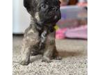 French Bulldog Puppy for sale in Macomb, IL, USA