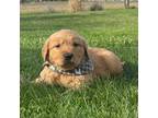 Golden Retriever Puppy for sale in Dalton, OH, USA