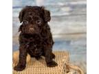 Cavapoo Puppy for sale in Humboldt, KS, USA