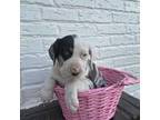 Catahoula Leopard Dog Puppy for sale in Ruby, SC, USA