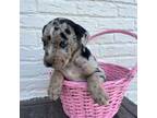 Catahoula Leopard Dog Puppy for sale in Ruby, SC, USA