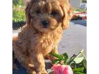 Cavapoo Puppy for sale in Milton, IA, USA