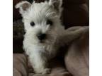 West Highland White Terrier Puppy for sale in Connersville, IN, USA