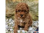 Poodle (Toy) Puppy for sale in Loogootee, IN, USA