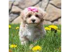Maltipoo Puppy for sale in Sugarcreek, OH, USA