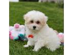 Maltipoo Puppy for sale in Sugarcreek, OH, USA