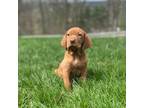 Vizsla Puppy for sale in Morgantown, PA, USA