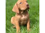 Vizsla Puppy for sale in Morgantown, PA, USA