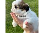 Shih Tzu Puppy for sale in Silex, MO, USA