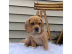 Puggle Puppy for sale in Penn Yan, NY, USA