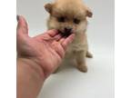 Pomeranian Puppy for sale in Forney, TX, USA