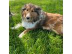 Shetland Sheepdog Puppy for sale in Newburgh, IN, USA