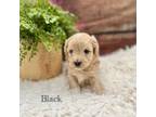 Maltipoo Puppy for sale in Marshallville, OH, USA