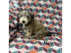 Mutt Puppy for sale in Hico, TX, USA