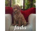 AKC Jada pending