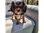 Cavalier King Charles Spaniel Puppy for sale in Saluda, NC, USA