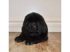 Newfoundland Puppy for sale in Cambridge, NE, USA