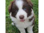 Border Collie Puppy for sale in Sherman, TX, USA