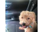 Mutt Puppy for sale in Stone Mountain, GA, USA