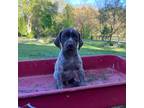 German Shorthaired Pointer Puppy for sale in Front Royal, VA, USA