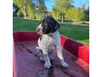 German Shorthaired Pointer Puppy for sale in Front Royal, VA, USA