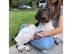 German Shorthaired Pointer Puppy for sale in Front Royal, VA, USA
