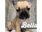 French Bulldog Puppy for sale in Port Saint Lucie, FL, USA