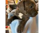 American Pit Bull Terrier Puppy for sale in Rialto, CA, USA