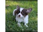 Chihuahua Puppy for sale in Wister, OK, USA