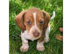 Dachshund Puppy for sale in Columbia, PA, USA