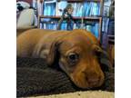 Dachshund Puppy for sale in Columbia, PA, USA