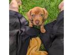 Dachshund Puppy for sale in Columbia, PA, USA