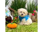 Maltipoo Puppy for sale in Houston, TX, USA