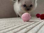 Ragdoll Litter