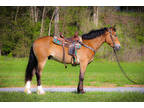 Really Fancy Clydesdale Quarter Horse Crossbred Gelding, Trail Rides