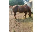 2009 AQHA CHESTNUT MARE with a 2024 Palomino colt