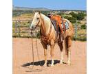 Ranch Broke Quarter Horse, Roping, Trail Riding
