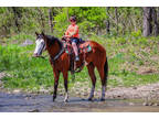 Super Fancy and Very Gentle Apha Registered Bay and White Overo Paint Mare